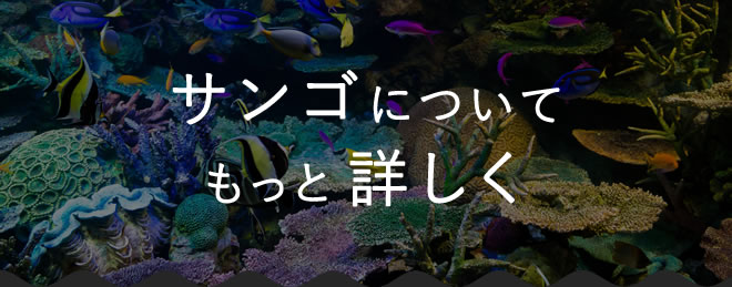 サンゴについてもっと詳しく