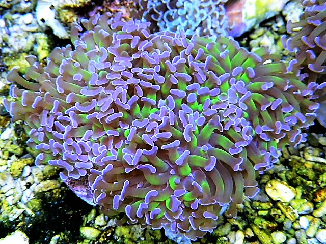 ナガレハナサンゴ〔茎グリーン〕 | オーストラリア産サンゴの通販なら 